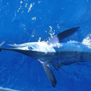 Meet your Posher, A kevin